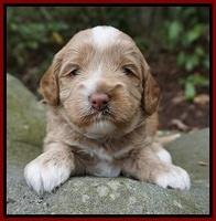 Callie Parson pups 3 wks old 71