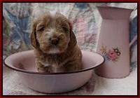 Callie Parson pups 4 wks old 51