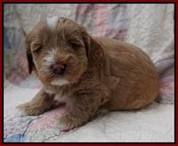 Callie Parson pups 4 wks old 61