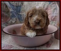 Callie Parson pups 4 wks old 71