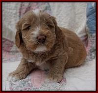 Callie Parson pups 4 wks old 81