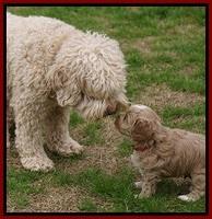 Callie Parson pups 5 wks old 61