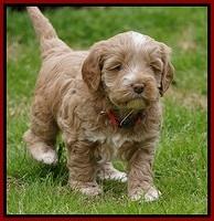 Callie Parson pups 5 wks old 71