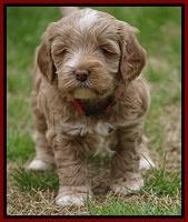 Callie Parson pups 5 wks old 81