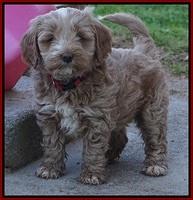 Callie Parson pups 6 wks old 101