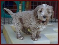 Callie Parson pups 6 wks old 111