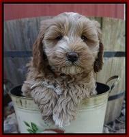 Callie Parson pups 7 wks old 61