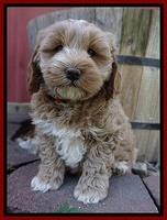 Callie Parson pups 7 wks old 71