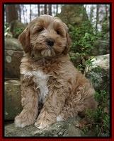 Callie Parson pups 8 wks old 151