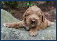 Callie Parson pups 3 wks old 91