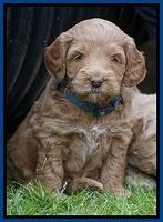 Callie Parson pups 5 wks old 131