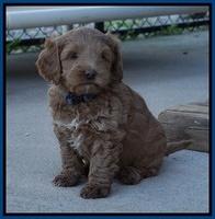 Callie Parson pups 6 wks old 171