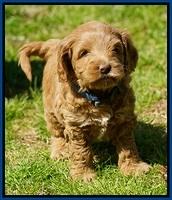 Callie Parson pups 6 wks old 181