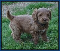 Callie Parson pups 6 wks old 221