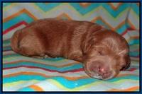 Callie Parson pups one week old 71