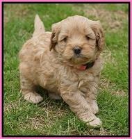Callie Parson pups 5 wks old 141