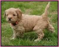 Callie Parson pups 5 wks old 151