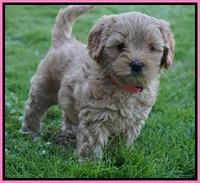 Callie Parson pups 6 wks old 231