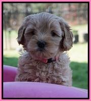 Callie Parson pups 6 wks old 241