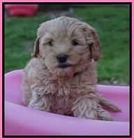 Callie Parson pups 6 wks old 251