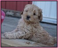 Callie Parson pups 6 wks old 261