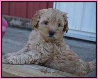 Callie Parson pups 6 wks old 271