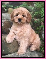 Callie Parson pups 8 wks old 11