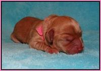 Callie Parson pups newborn 71