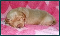 Callie Parson pups 2 wks old 181