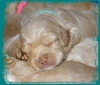 Callie Parson pups 2 wks old 191