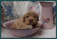 Callie Parson pups 4 wks old 211