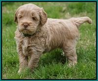 Callie Parson pups 5 wks old 221
