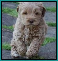 Callie Parson pups 6 wks old 281