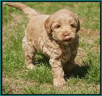 Callie Parson pups 6 wks old 291