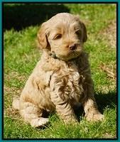 Callie Parson pups 6 wks old 321