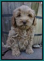 Callie Parson pups 7 wks old 171