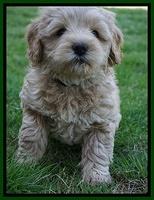 Callie Parson pups 6 wks old 341