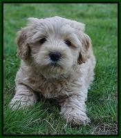 Callie Parson pups 6 wks old 351