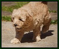 Callie Parson pups 6 wks old 361