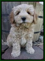 Callie Parson pups 7 wks old 201