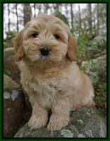 Callie Parson pups 8 wks old 121