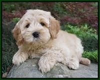 Callie Parson pups 8 wks old 131