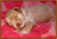 Callie Parson pups 2 wks old 231