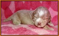 Callie Parson pups 2 wks old 241