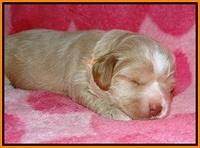 Callie Parson pups 2 wks old 71