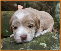 Callie Parson pups 3 wks old 201