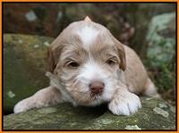 Callie Parson pups 3 wks old 221