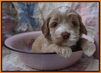 Callie Parson pups 4 wks old 271