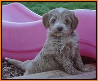 Callie Parson pups 6 wks old 391