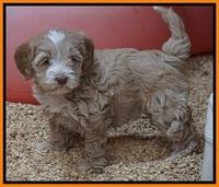 Callie Parson pups 7 wks old 251